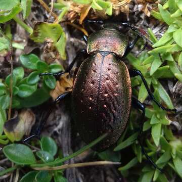 Image of Carabus (Orinocarabus) sylvestris Panzer 1793