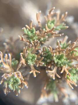 Image of pygmy sagebrush