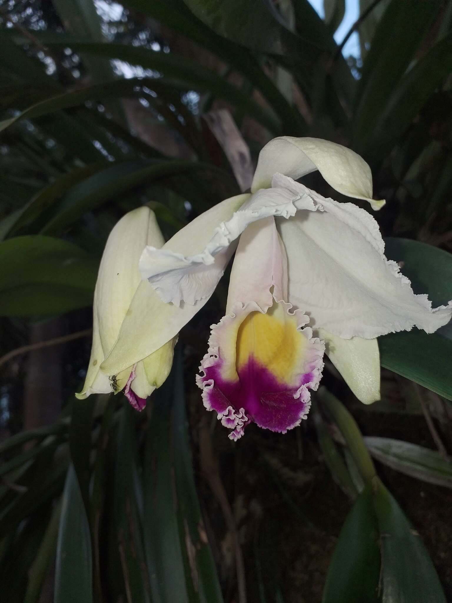 Imagem de Cattleya quadricolor B. S. Williams