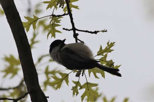 Plancia ëd Poecile atricapillus atricapillus (Linnaeus 1766)