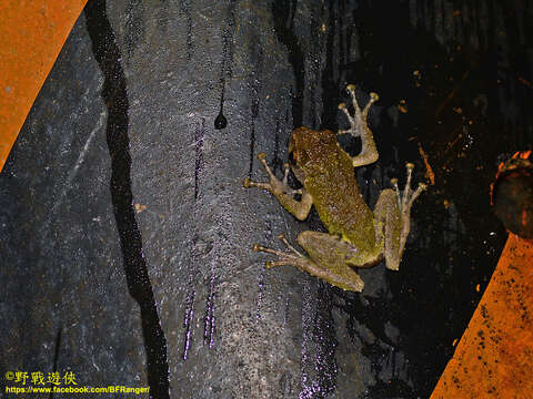 Image of Eiffinger's Tree Frog