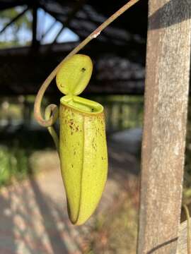 Image of Hairy-fruited Monkey Cup