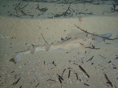 Image of Guitarfish