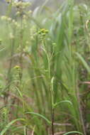 Imagem de Inula linariifolia Turcz.