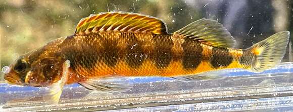 Image of Gilt Darter