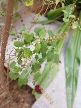 Image of holy basil