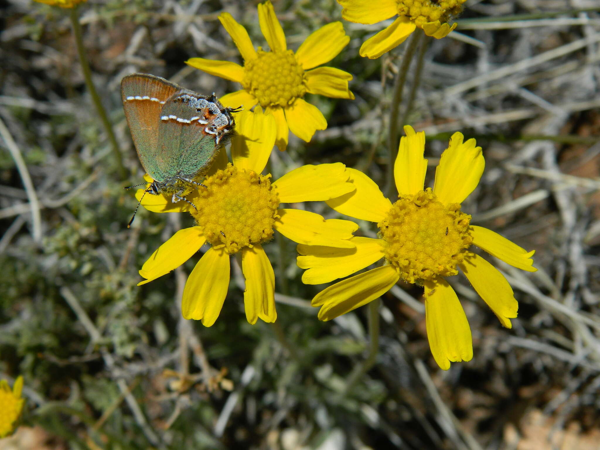 Image of Arizona four-nerve daisy