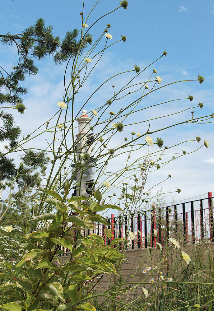 Image of Knautia involucrata Somm. & Lev.