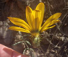 Image of Gazania krebsiana subsp. krebsiana