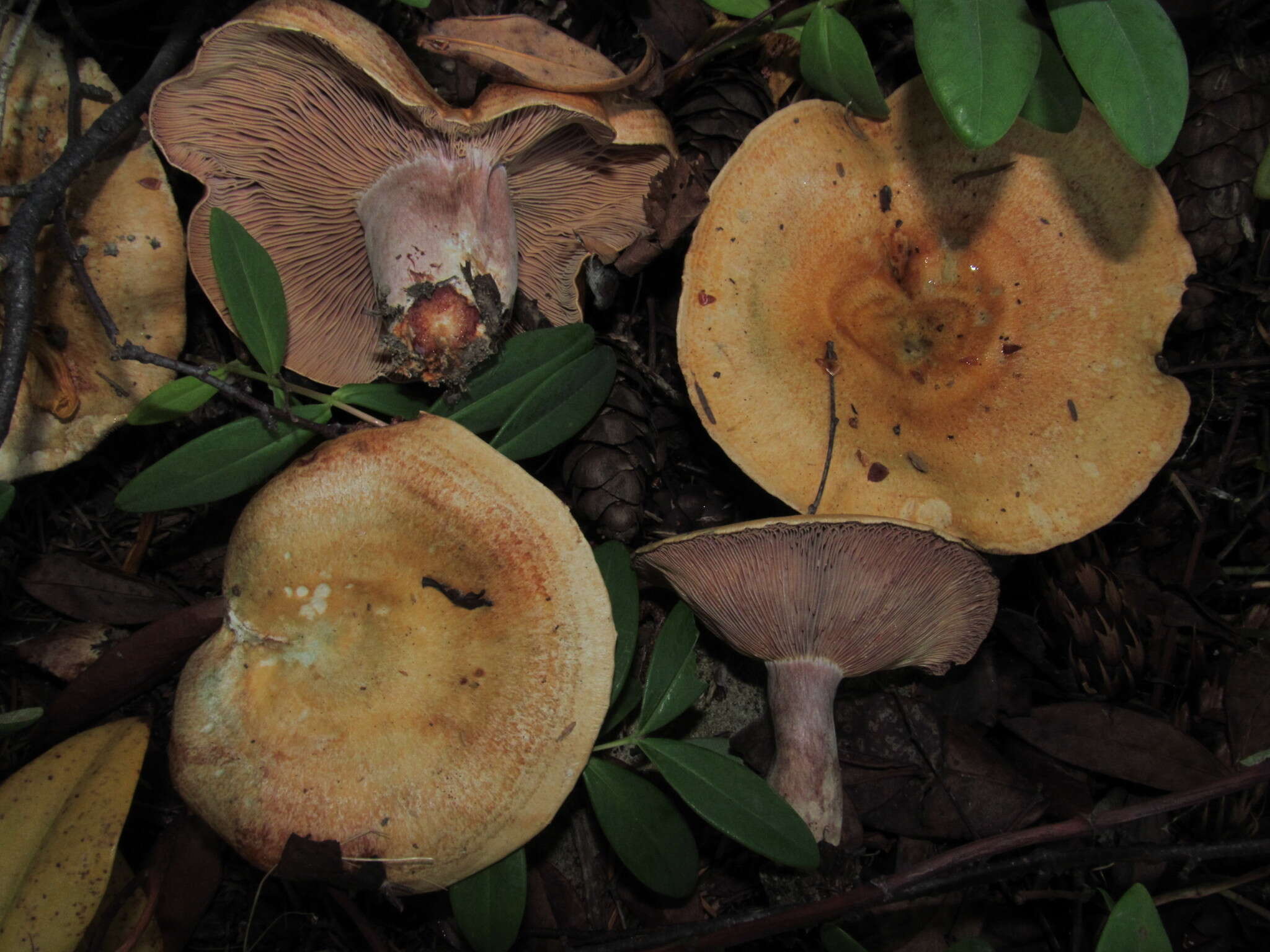 Image of Lactarius rubrilacteus Hesler & A. H. Sm. 1979