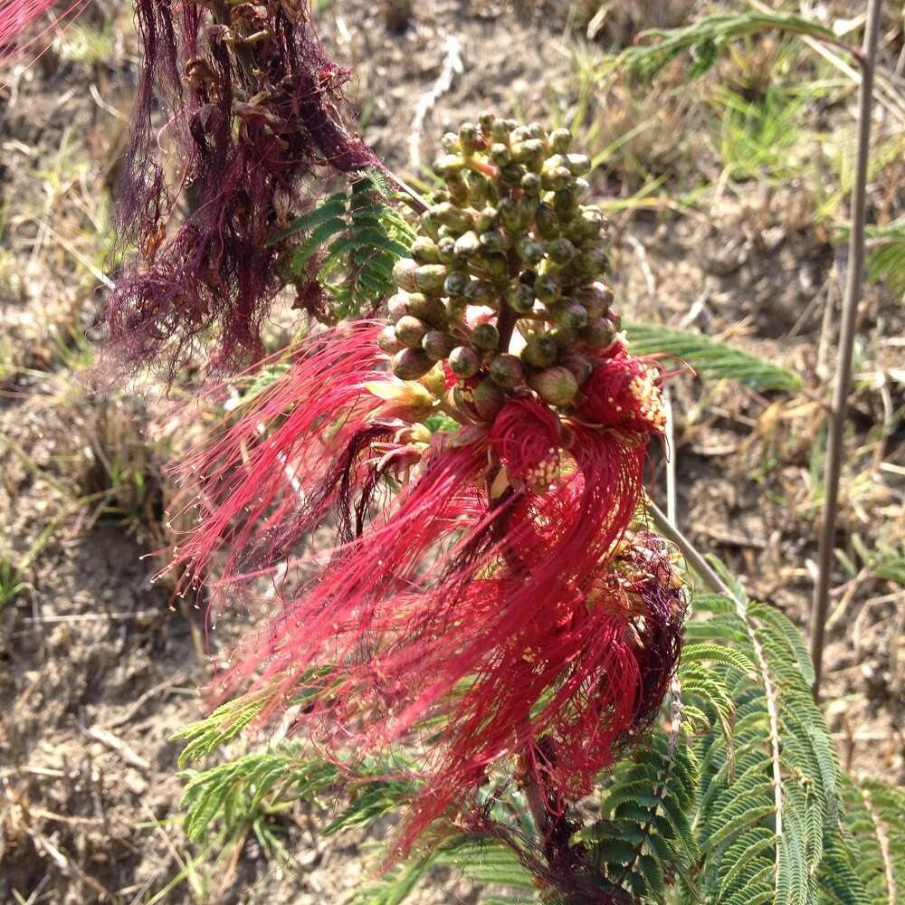 Image of Calliandra houstoniana var. anomala (Kunth) Barneby