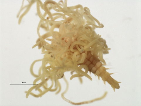 Image of <i>Polycirrus</i>