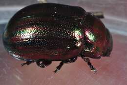 Image of Chrysolina cerealis (Linnaeus 1767)