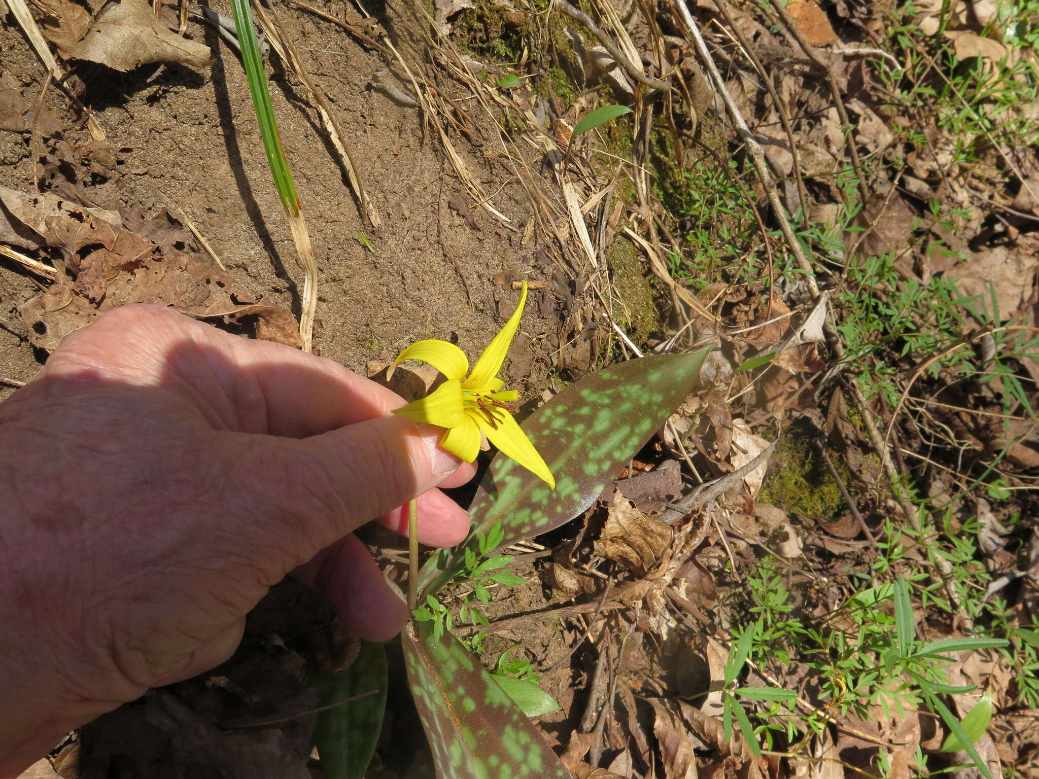 Image of dogtooth violet