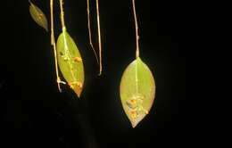 Image of Lepanthes scopula Schltr.