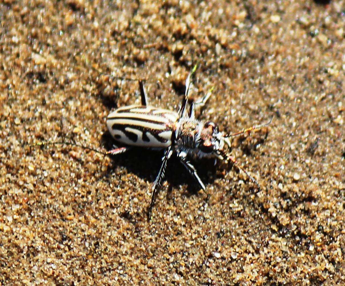 Слика од Habrodera capensis (Linnaeus 1764)