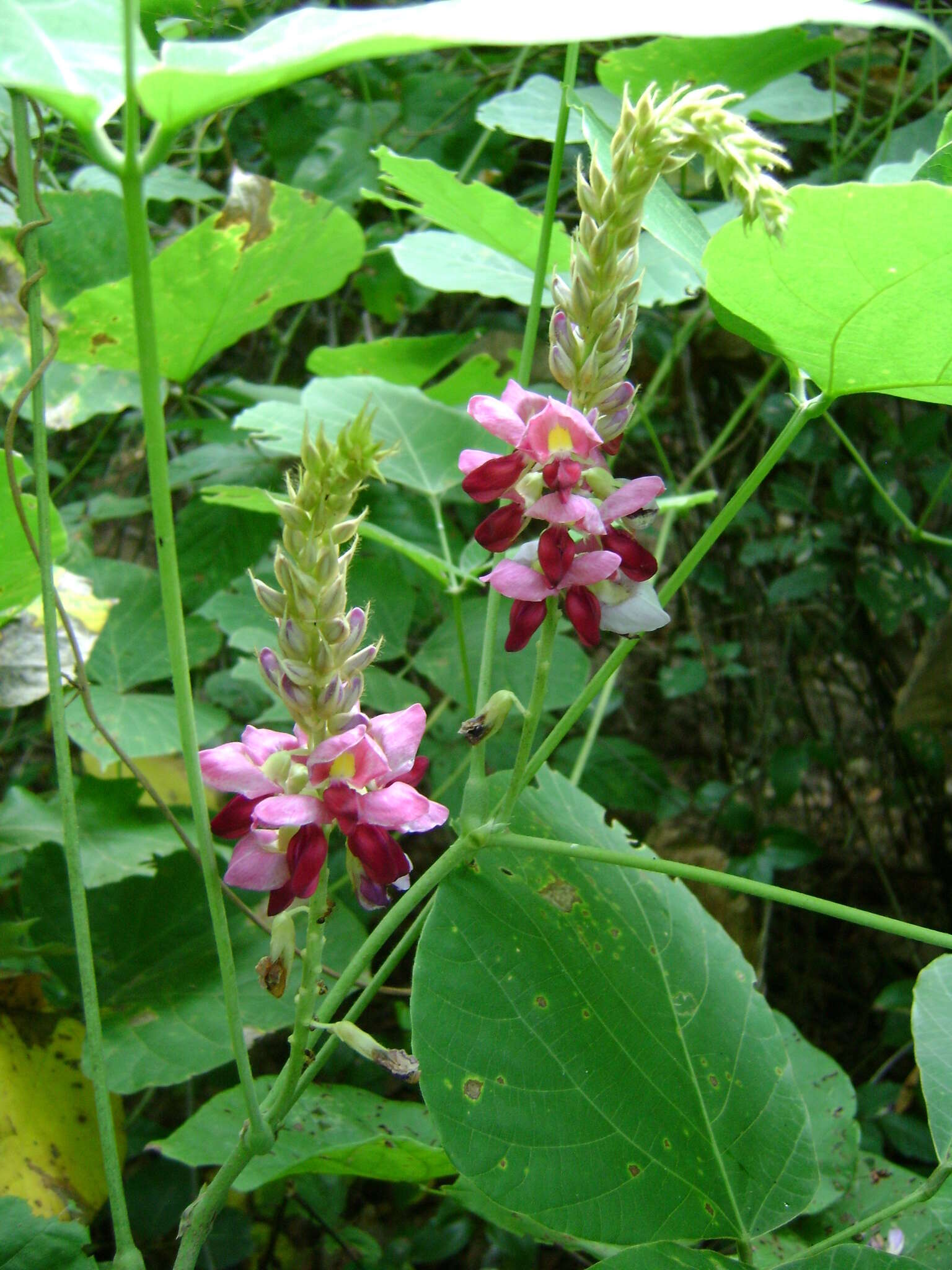 Image de Pueraria montana (Lour.) Merr.