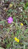 Слика од Dianthus gallicus Pers.