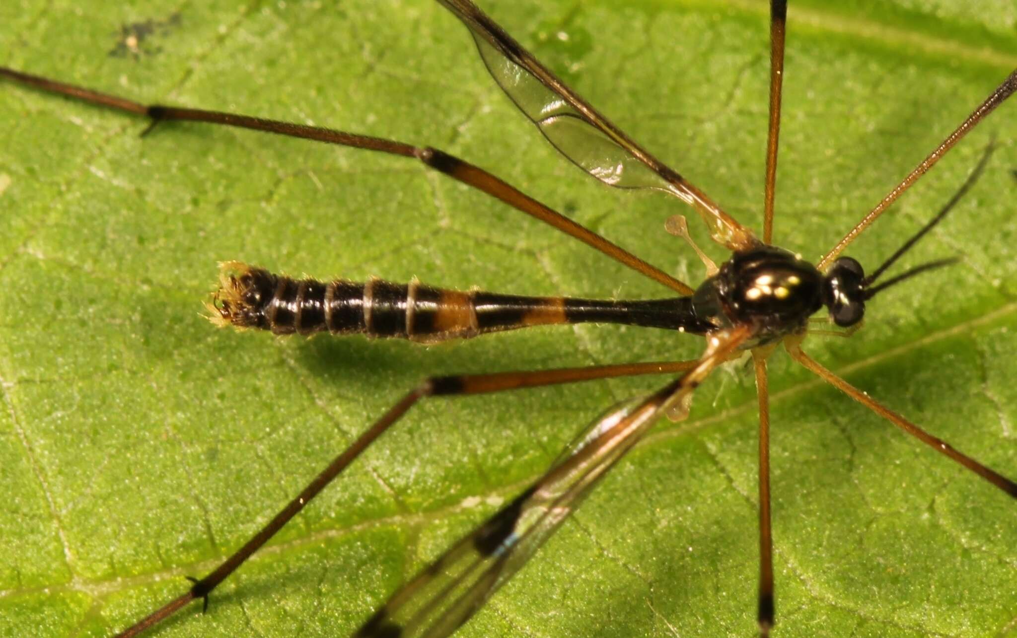 Image de Ptychoptera lacustris Meigen 1830