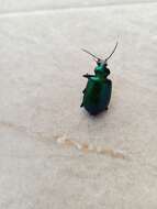 Sivun Calosoma (Calosoma) aurocinctum Chaudoir 1850 kuva