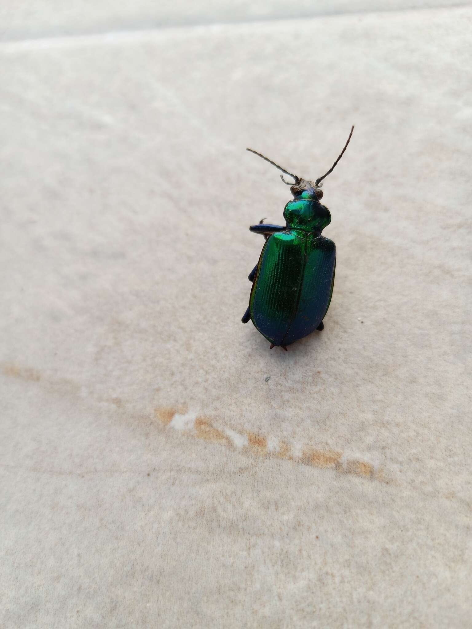 Слика од Calosoma (Calosoma) aurocinctum Chaudoir 1850