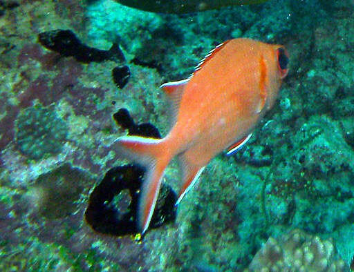 Image of Immaculate Squirrelfish