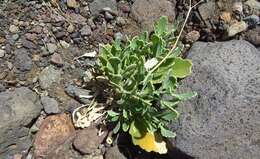 Image of Diplotaxis harra subsp. hirta (A. Chev.) Sobrino Vesperinas