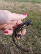 Image of Ambystoma mavortium diaboli Dunn 1940