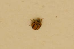 Image of Lady beetle