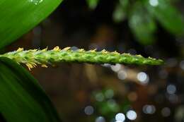 Imagem de Pariana campestris Aubl.