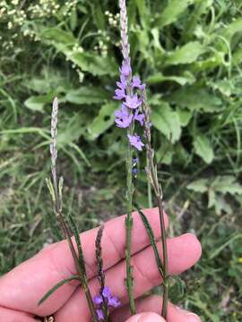 Image of Gulf vervain