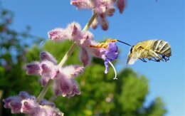 Image of Anthophora pubescens (Fabricius 1781)