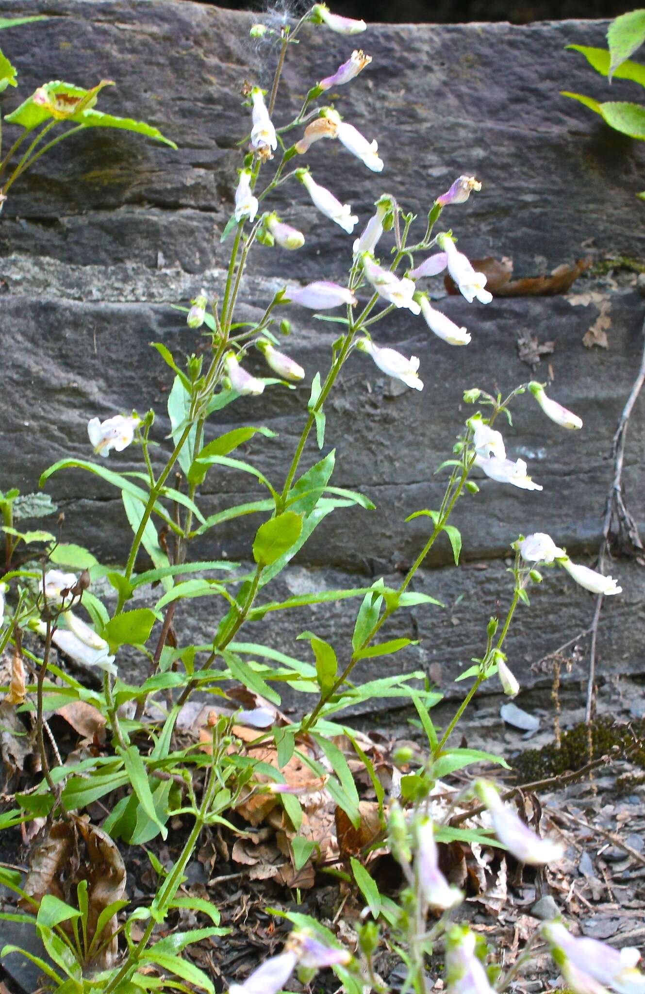 Image de Penstemon hirsutus (L.) Willd.