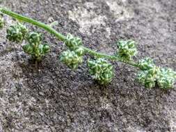 Plancia ëd Chenopodium strictum Roth