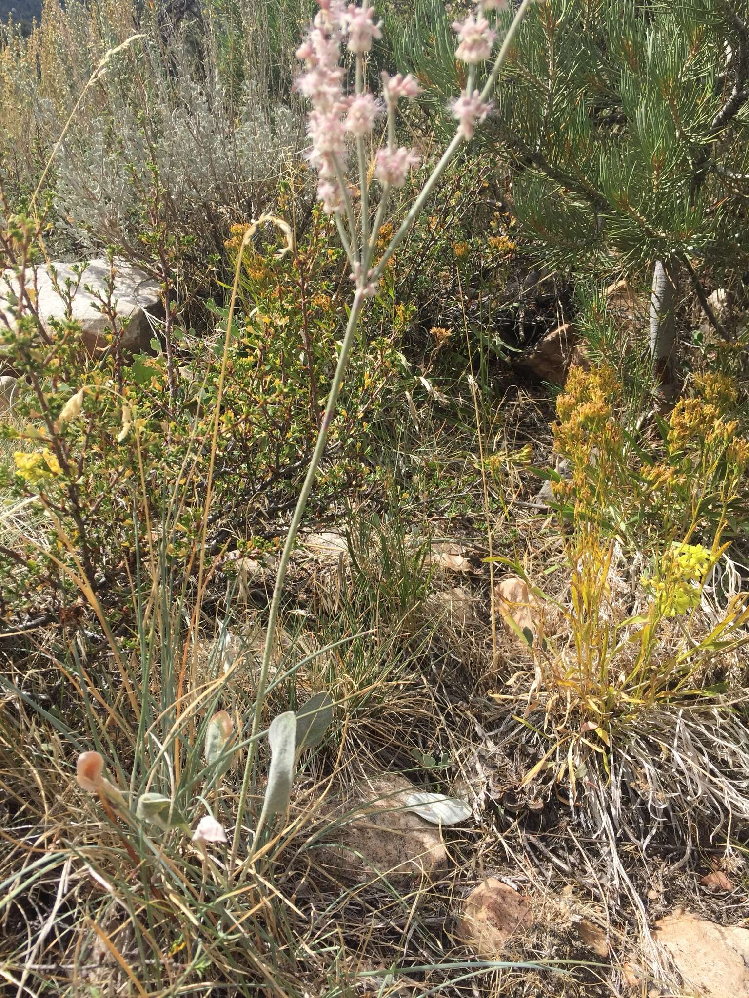 Image of redroot buckwheat