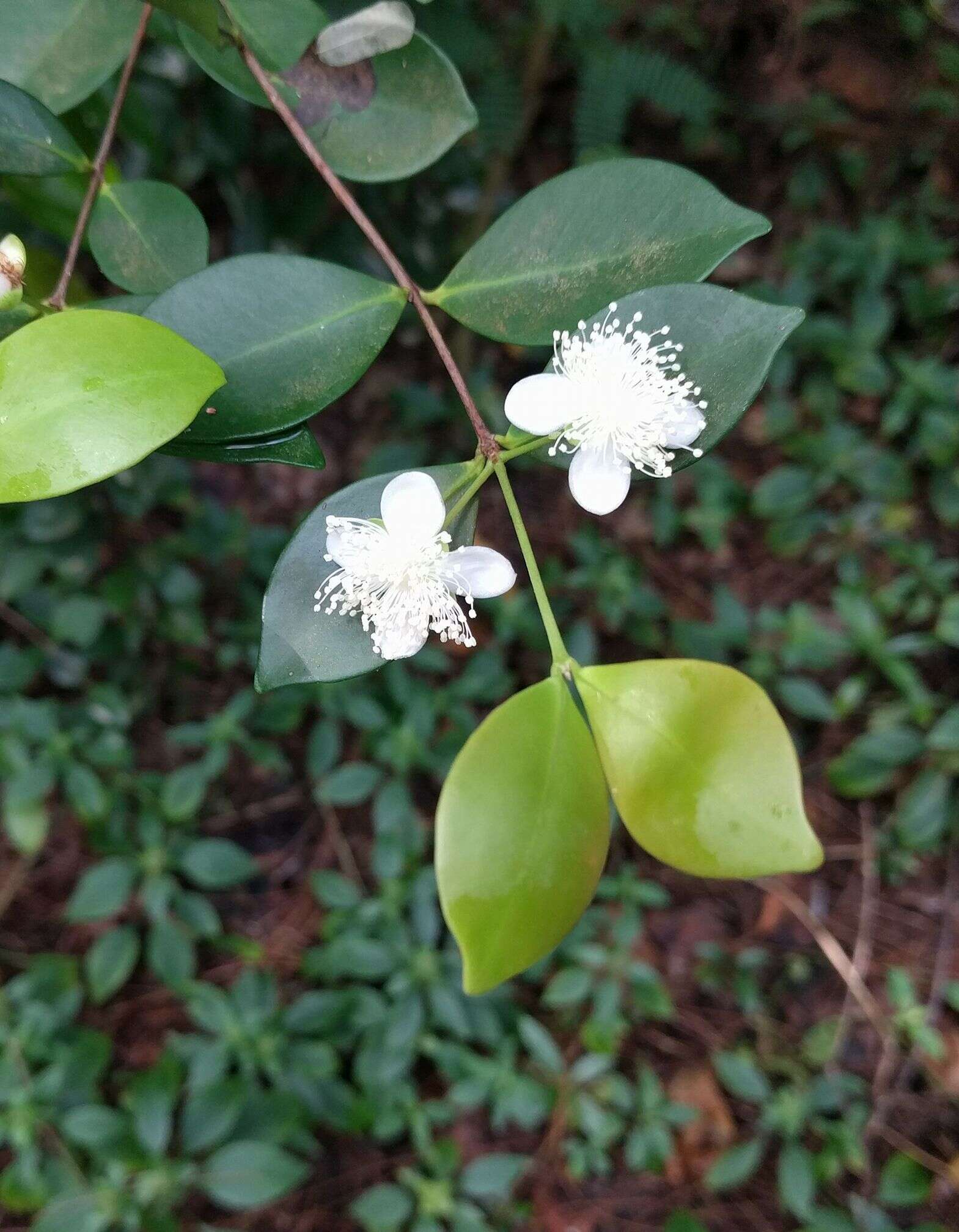 Image of Eugenia palumbis Merr.