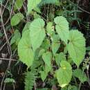 Image of Begonia rostrata Welw. ex Hook. fil.