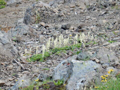 Image of coralbells