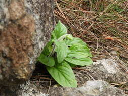 Image of Calceolaria parviflora Gill. ex Benth.