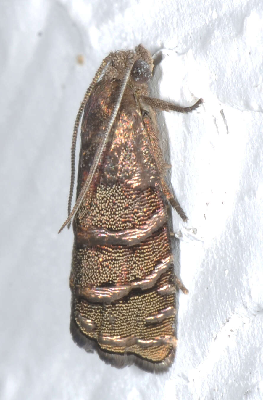 Image of Eastern Pine Seedworm Moth