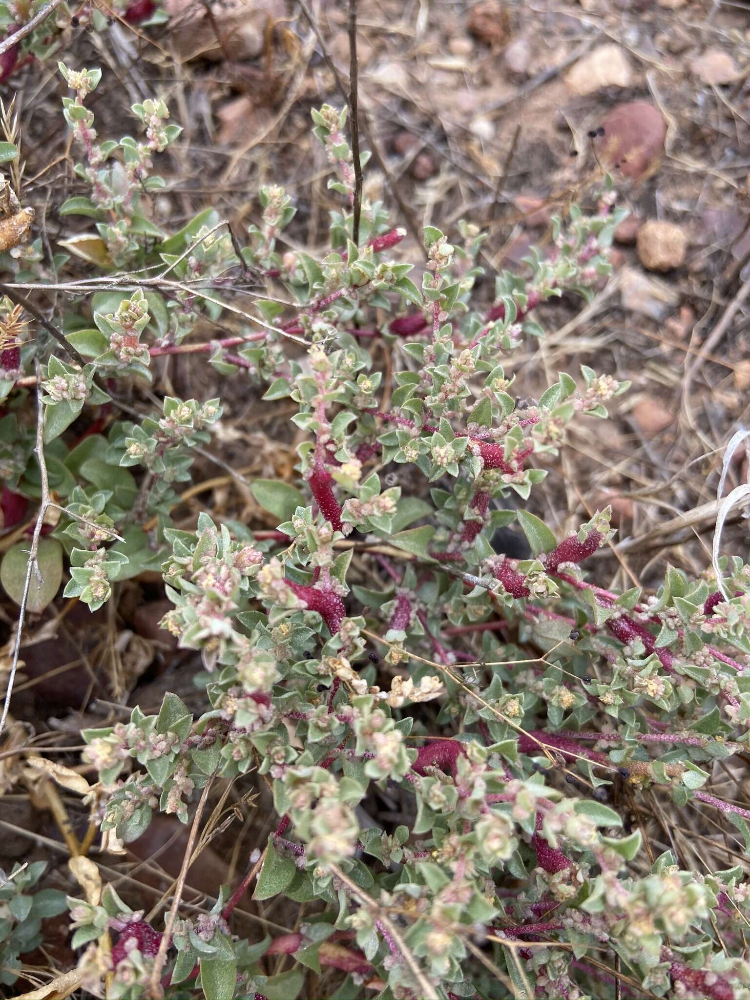 Image de Atriplex pacifica A. Nelson