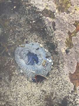 Image of Sandy anemone