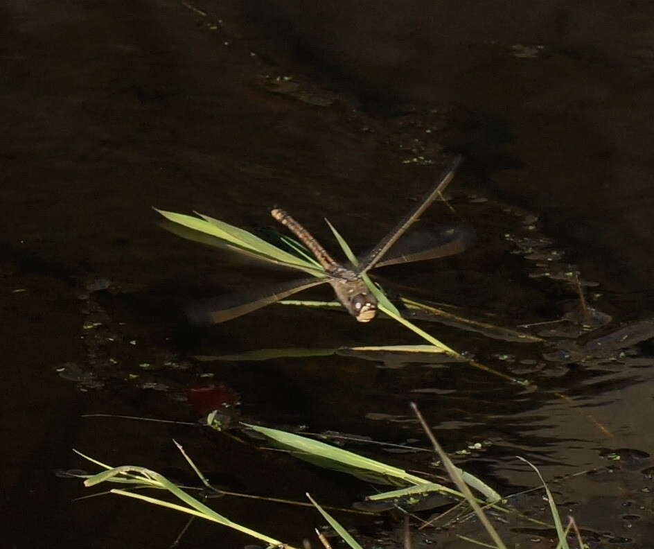 Imagem de Anax papuensis (Burmeister 1839)