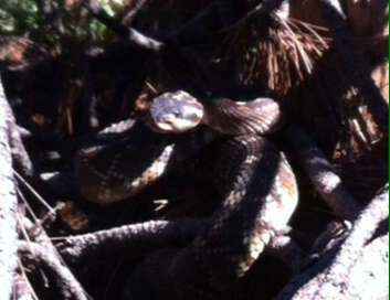 Image of Crotalus molossus nigrescens Gloyd 1936