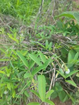 Image of Clitoria ternatea var. ternatea