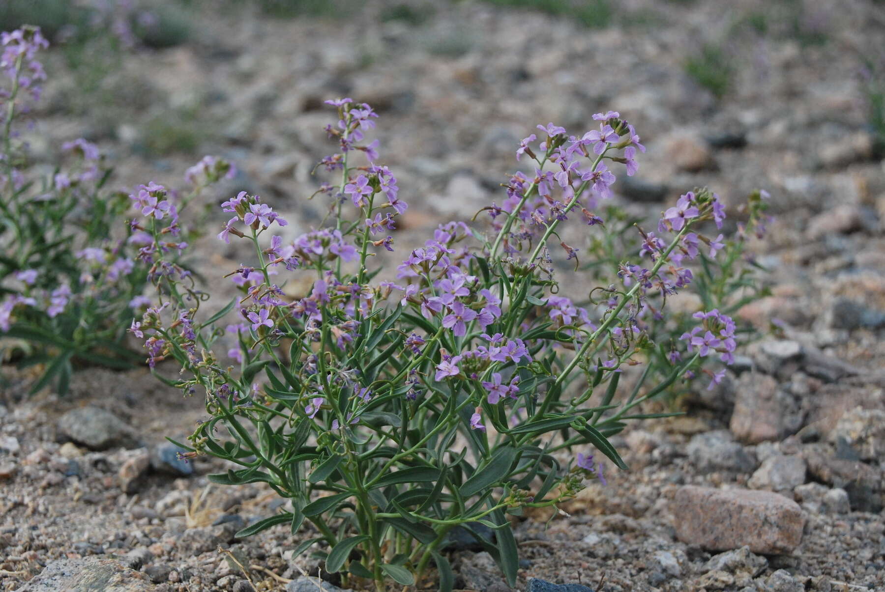 Imagem de Dontostemon elegans Maxim.