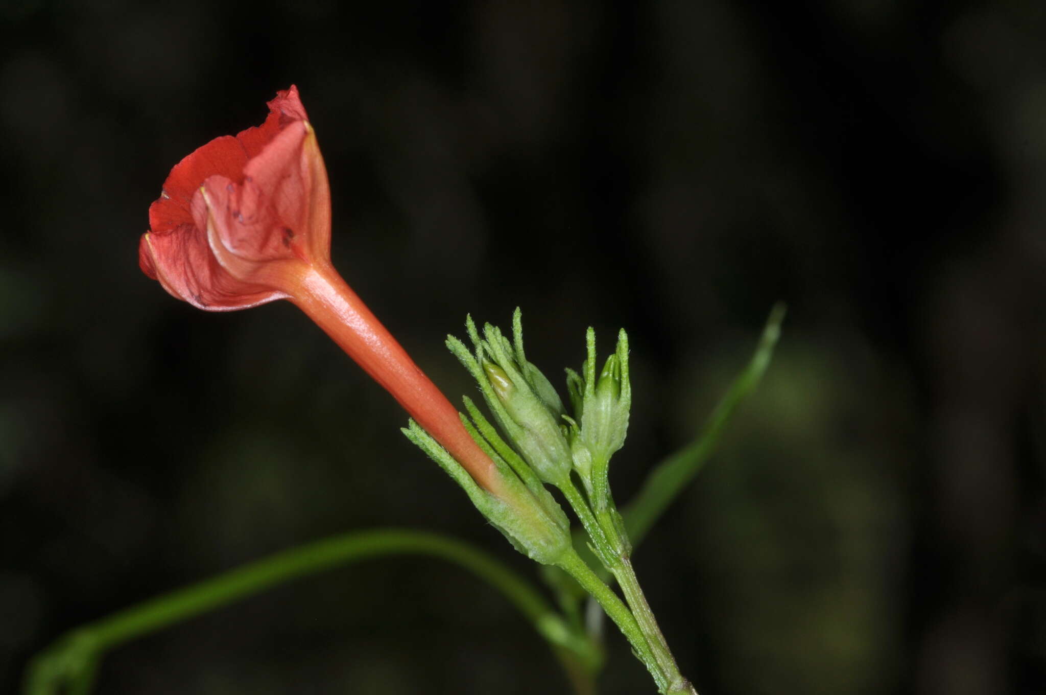 Ipomoea rubriflora O'Donell resmi