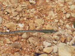 Image of Island Pointed Snake