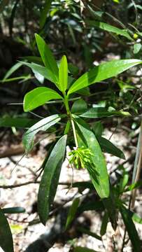 Image of Peddiea involucrata Baker