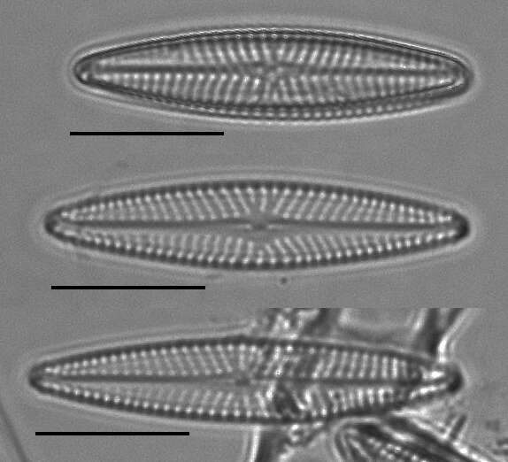 Image de Navicula erifuga Lange-Bertalot ex Kammer & Lange-Bertalot